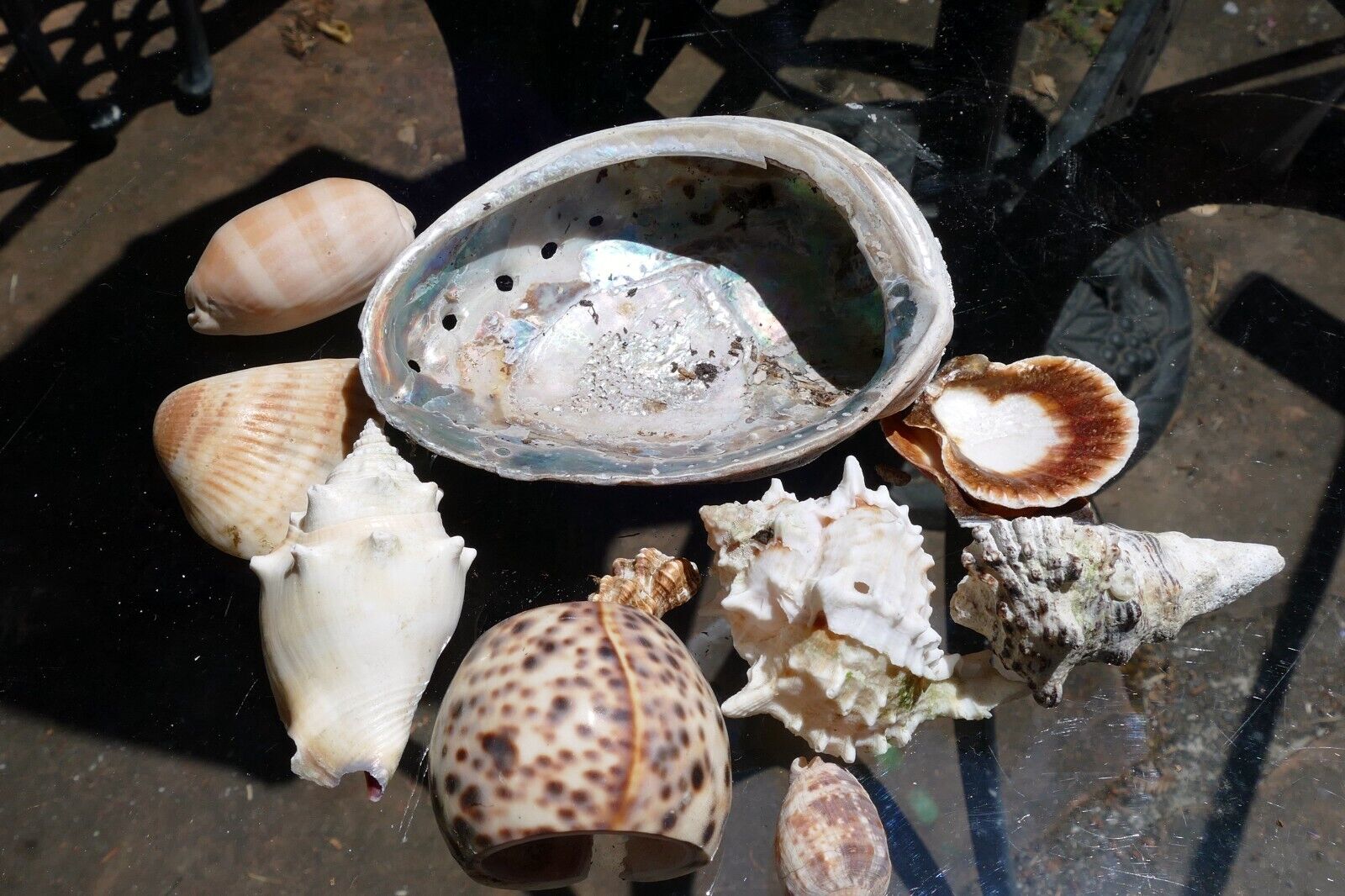 12oz  lot of Ocean Shell Seashell Abalone California San Francisco for Fish Tank