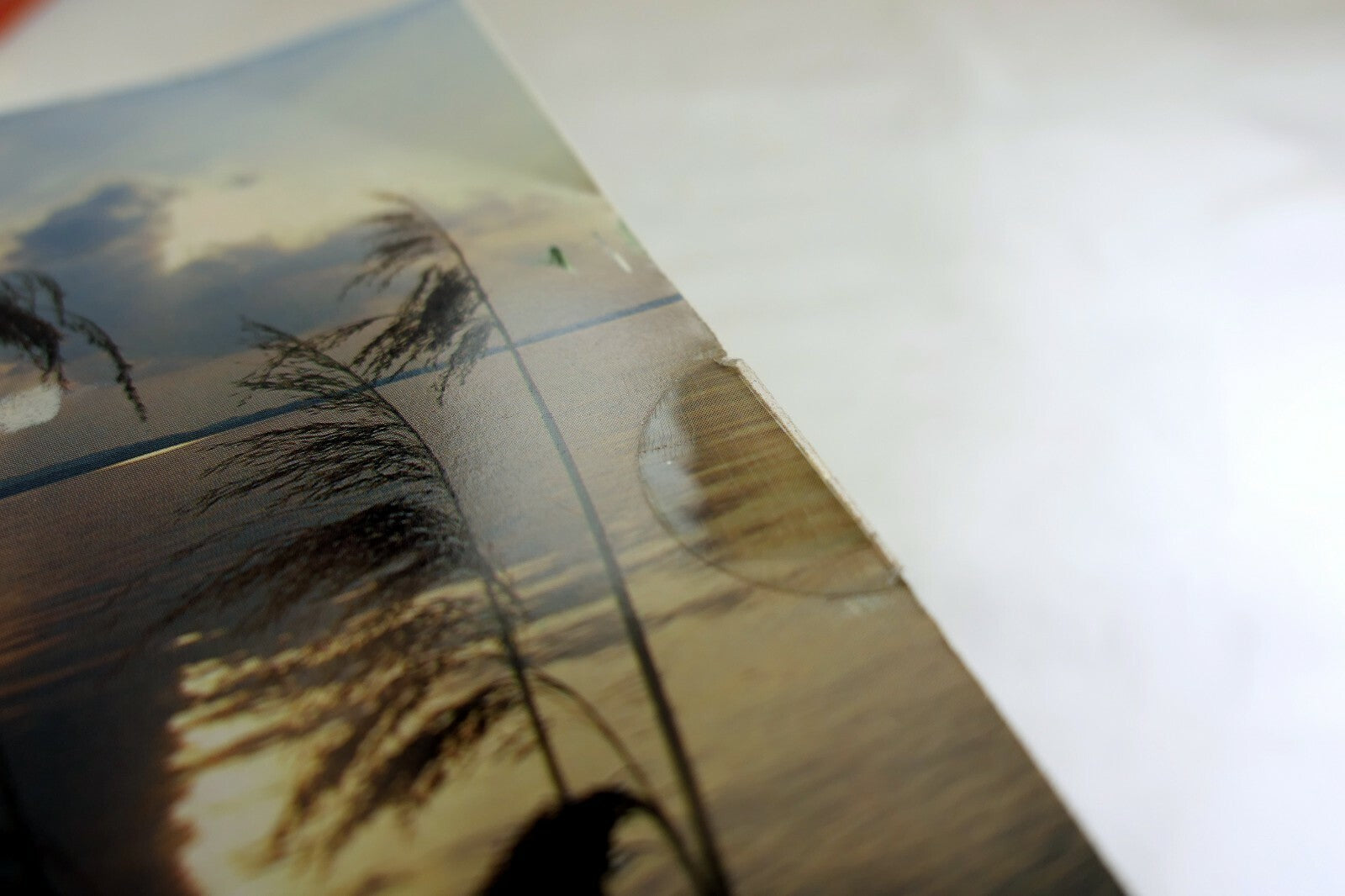 Lake Pampas Reeds grass sunset California USA Postcard vintage 1980's