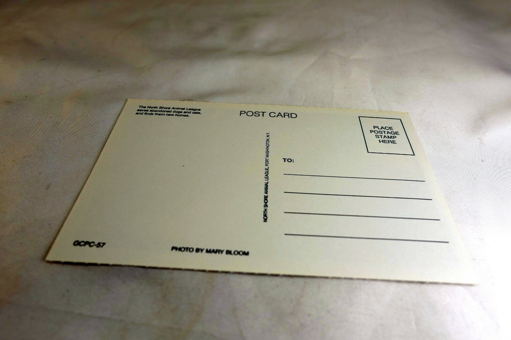 Get Well Postcard Animal Shelter North Shore League Dog with Santa Cookies 1980s