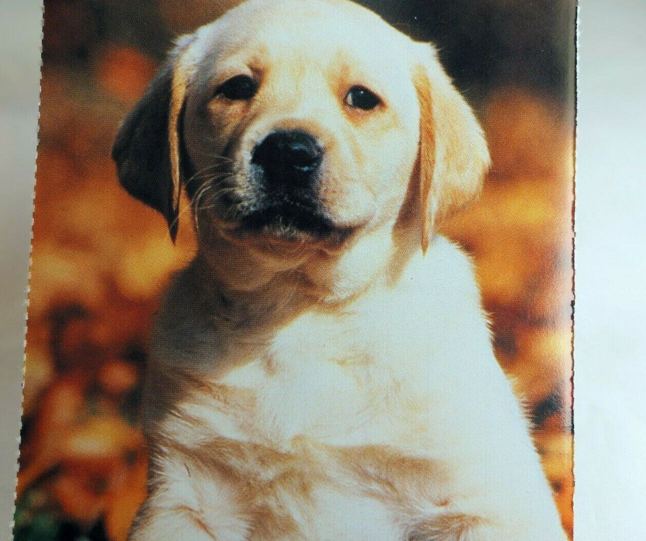 Greeting postcard animal shelter north shore league dog puppy adopt a pet! 1980'