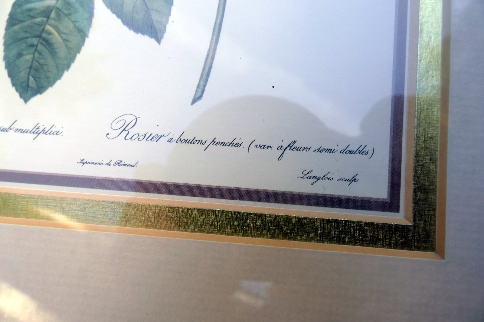 P.J. Redoute Roses "Rosa Reclinata Flore Submultiplici" Print Framed w/ glass