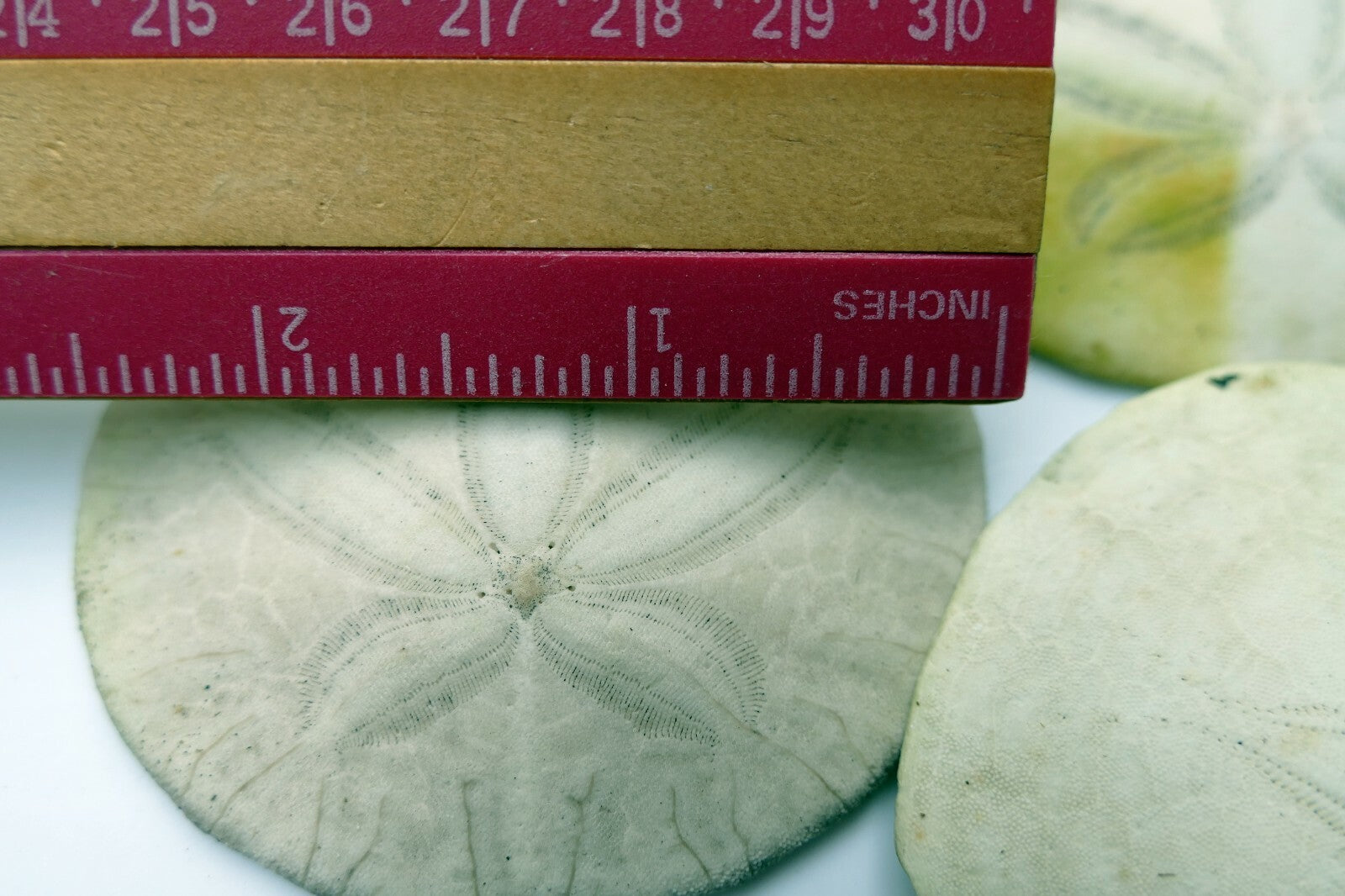 Sand dollar Shell 2.5" pacific Ocean large California beach aquarium decor 