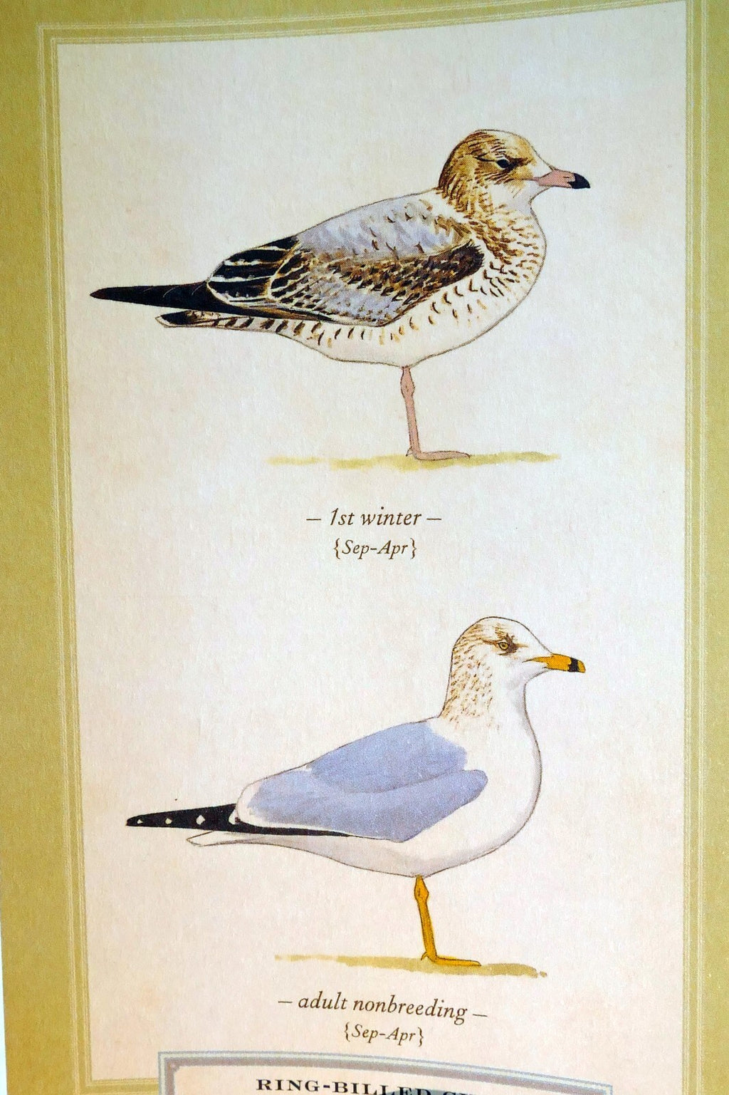 Ring billed gull shorebird postcard bird by david sibley   unposted , new