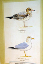Ring billed gull shorebird postcard bird by david sibley   unposted , new