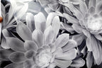Succulent Flower  11X14" Black & white Picture Photo San Francisco USA