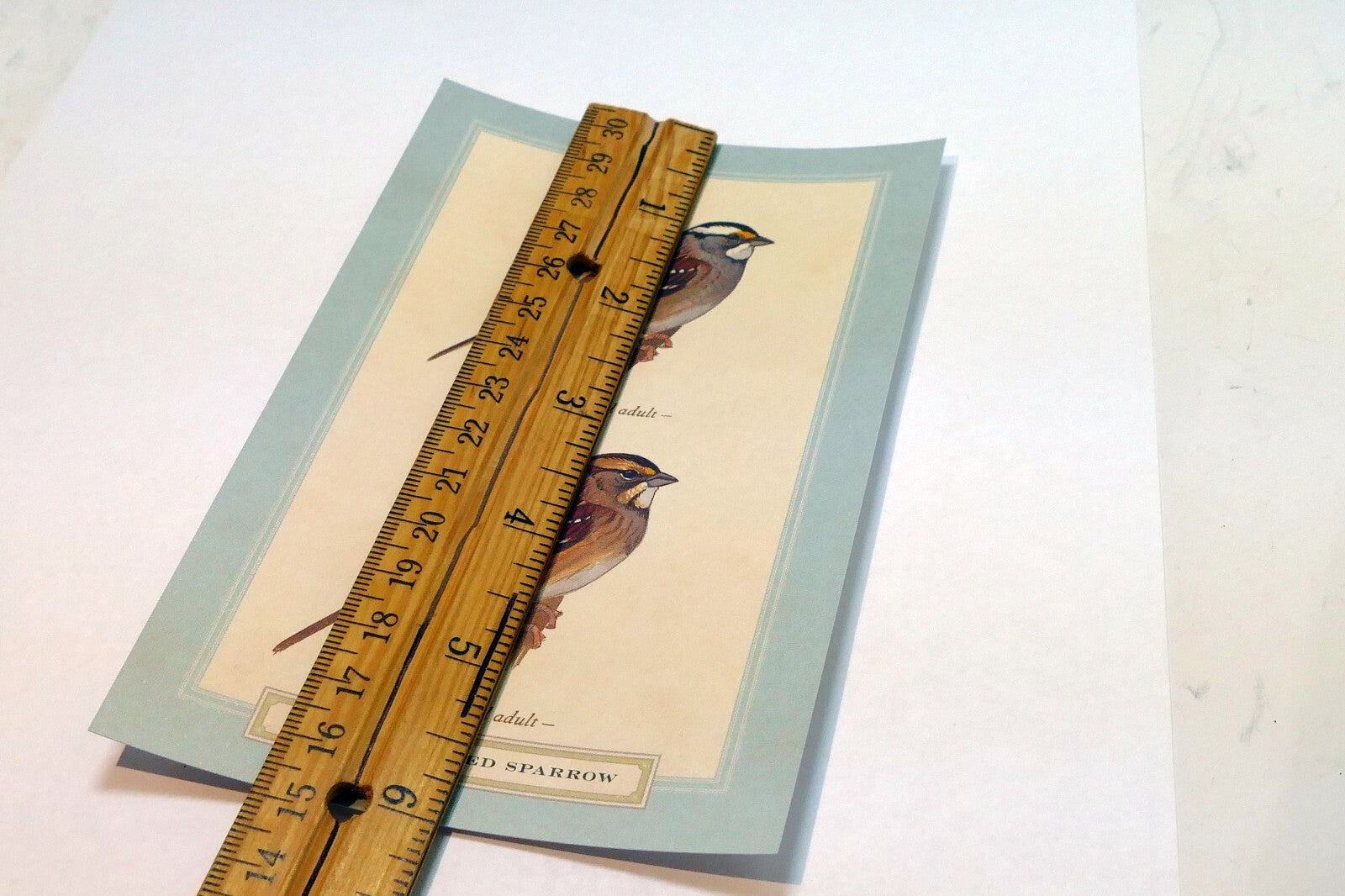 White Throated Sparrow Postcard Bird by David Sibley - unposted , new