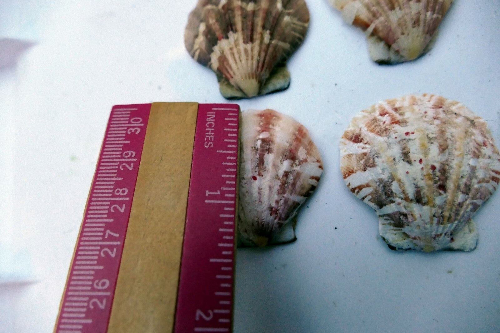 Clam Seashell Cockle Oyster Mussel SEA SHELL beach aquarium decor 1.5X1.2" small