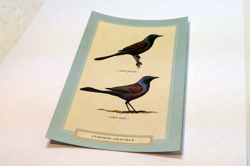 Common Grackle Postcard Bird by David Sibley - unposted , new