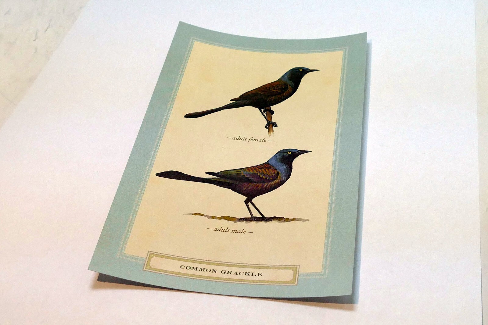 Common Grackle Postcard Bird by David Sibley - unposted , new
