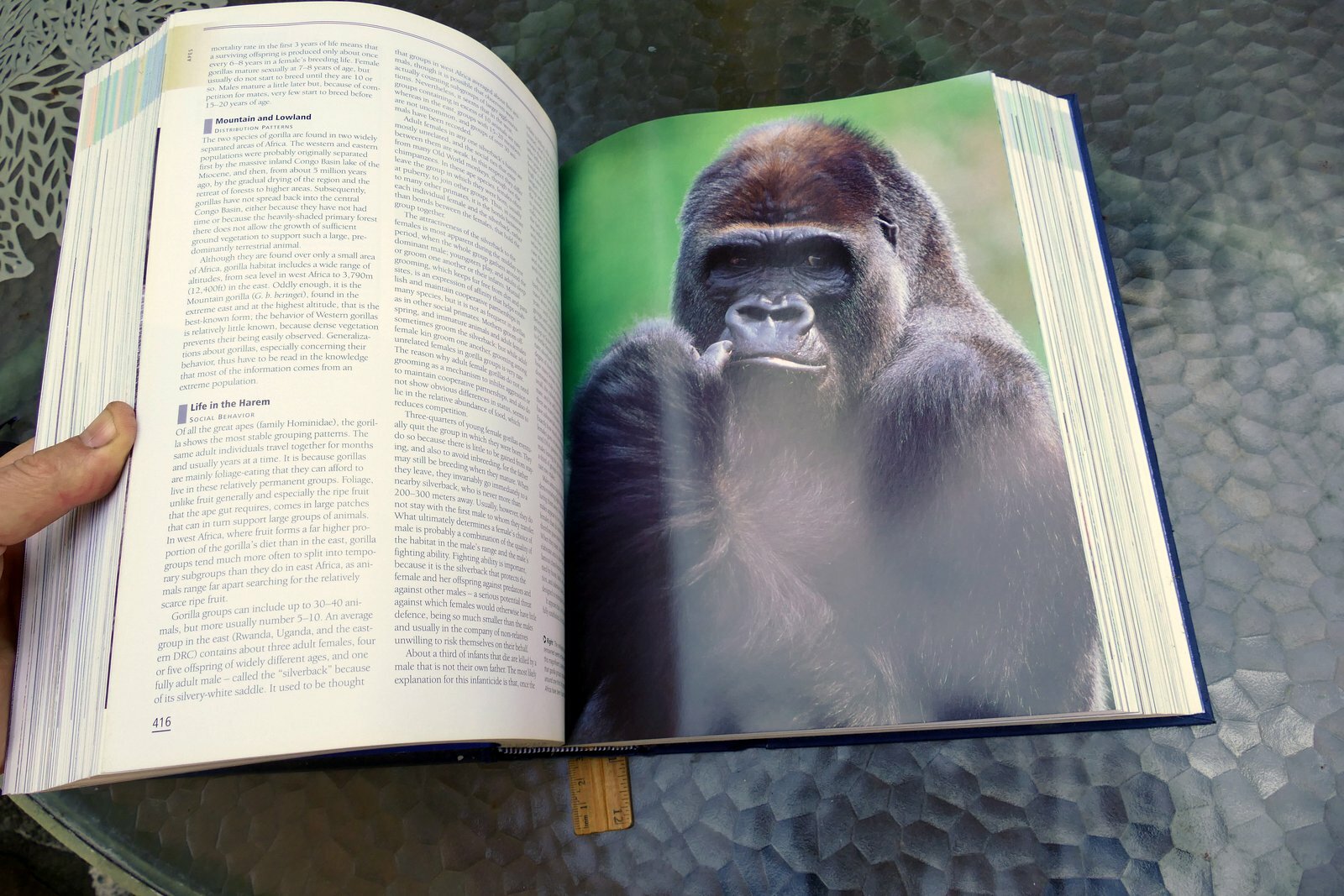 The New Encyclopedia of Mammals by David Macdonald Sasha Norris 2006 hardcover