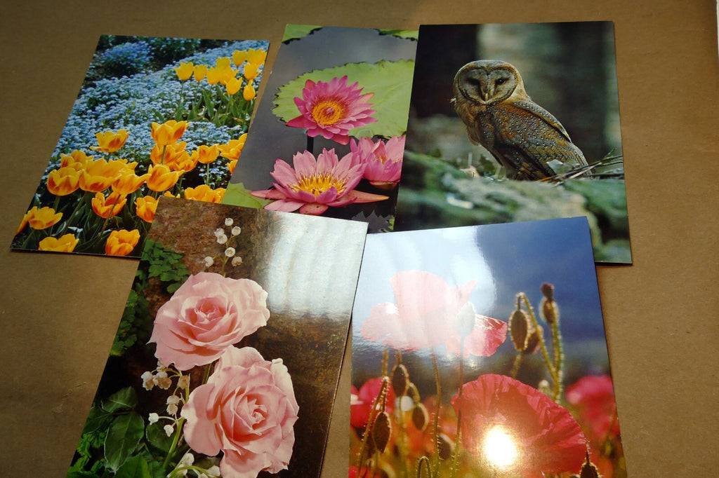 Germany unposted postcard lot pack of 5 owl flowers tulip rose lily 1980's