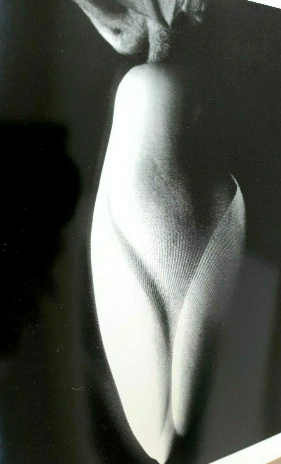 Magnolia Bud 1920 Photograph by Imogen Cunningham POSTCARD IC-1 Floral design
