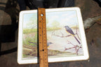 Mark Spencer Bird Mat  cork backed coater 7X9" placemat by M. Spencer