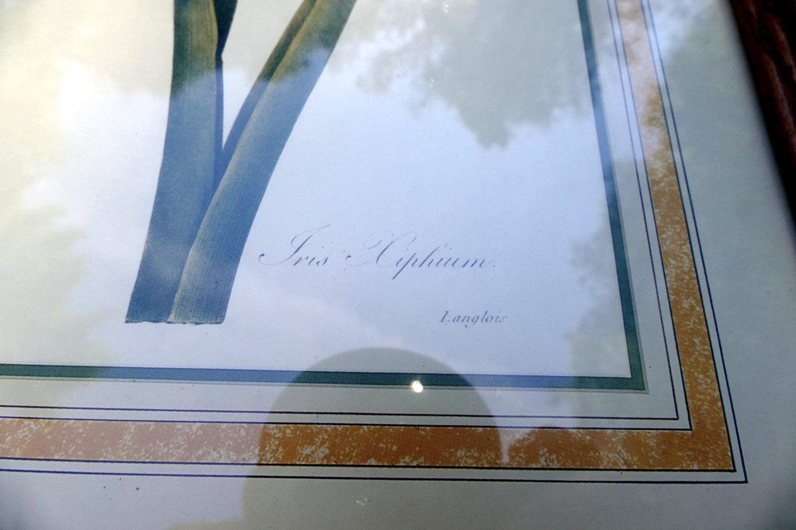 Iris and Butterfly Framed Art Print P. J. Redoute Flowers Botanical framed 8X11"