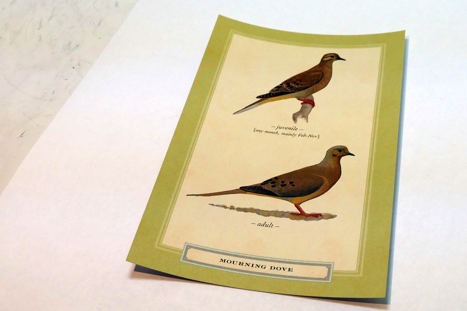 Mourning Dove Postcard Bird by David Sibley - unposted , new