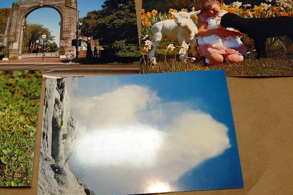 1970-80's Postcard unposted New Zealand Auckland Landscapes kiwi Sheep