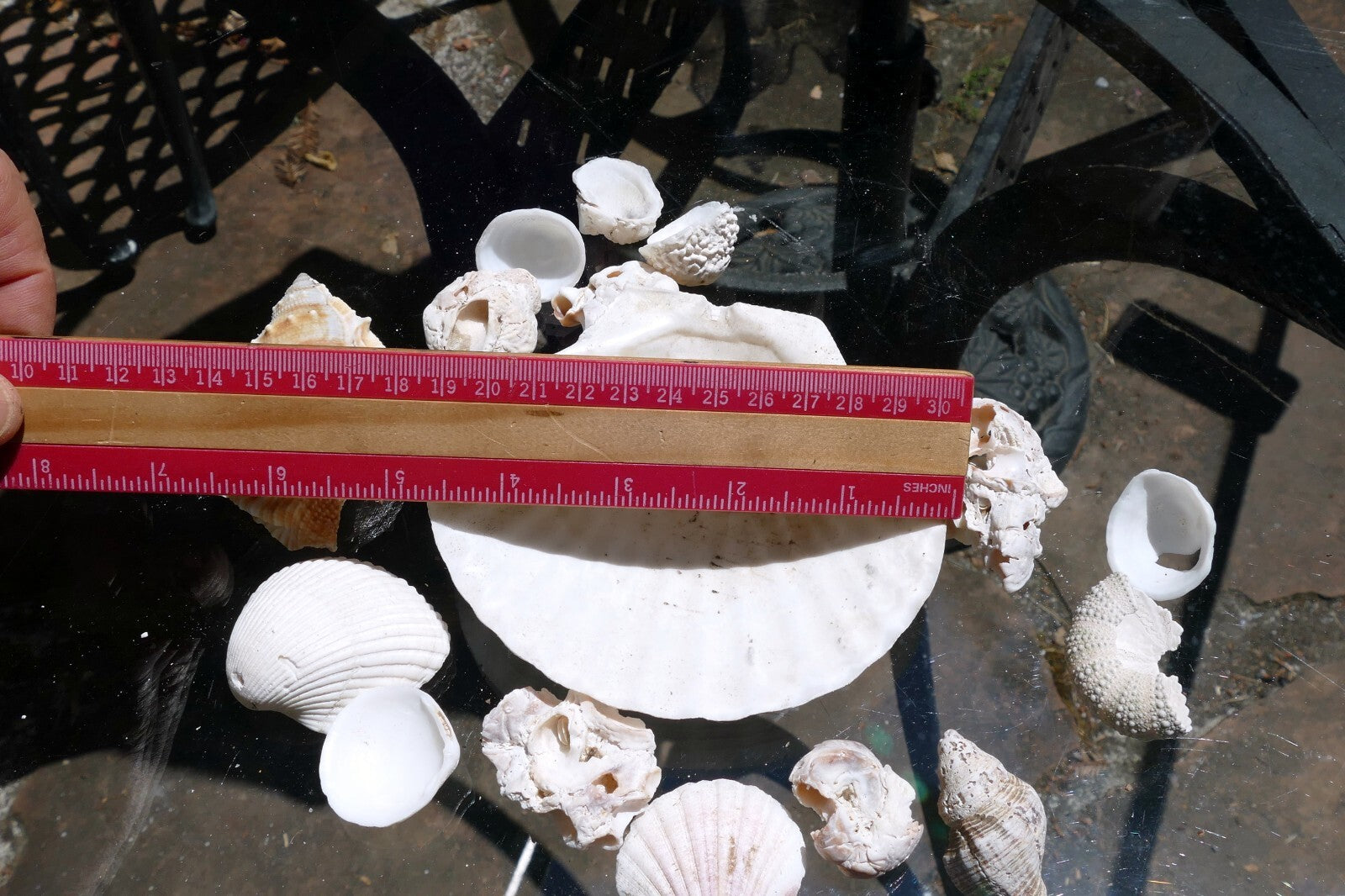 6oz  lot of Ocean Shell Seashell Corral California San Francisco for Fish Tank