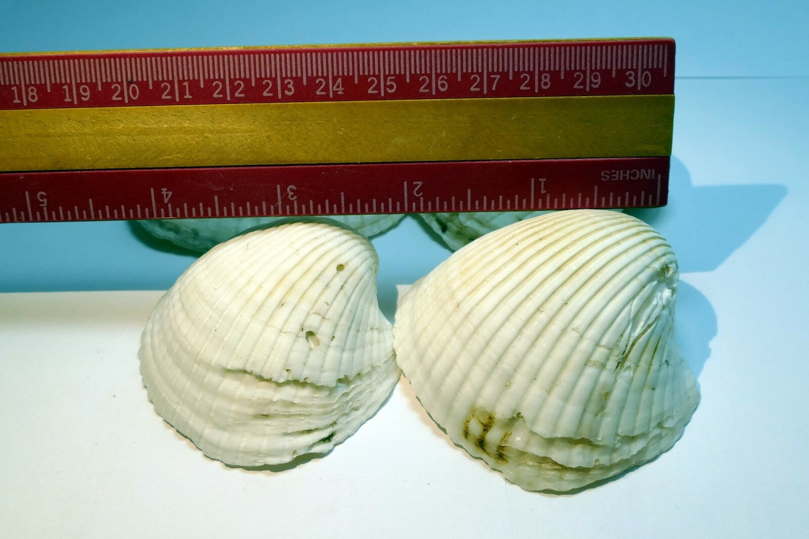 White Ark Shell Seashell beach decor clam large 2.5X2.5" clam cockle sea