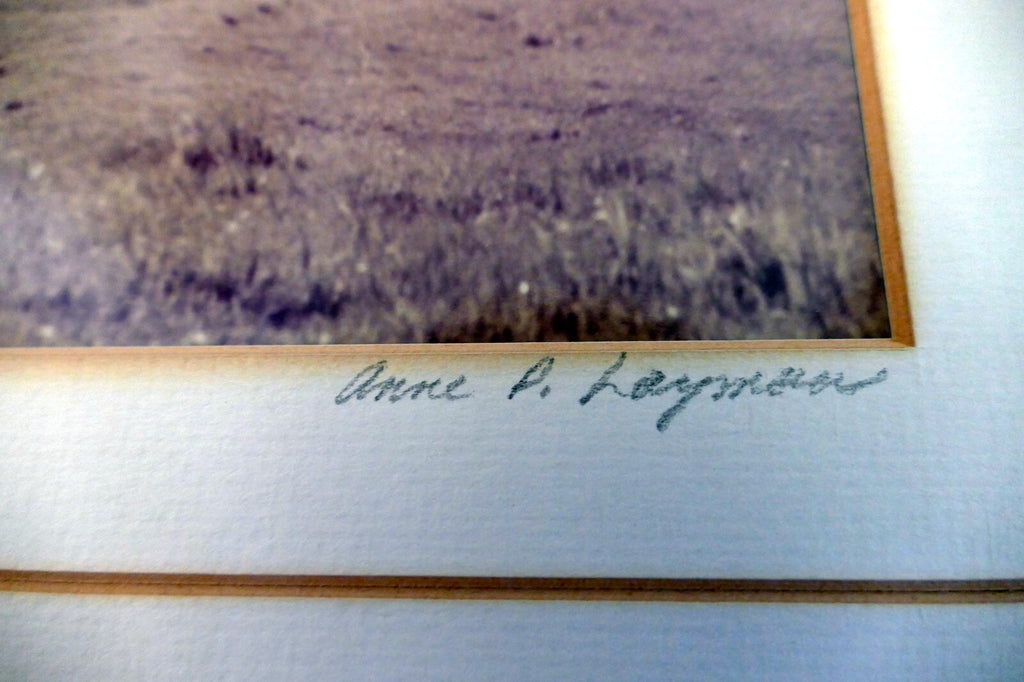 18X22" photo Landscape Nature golden hills with cows Palo Alto California signed