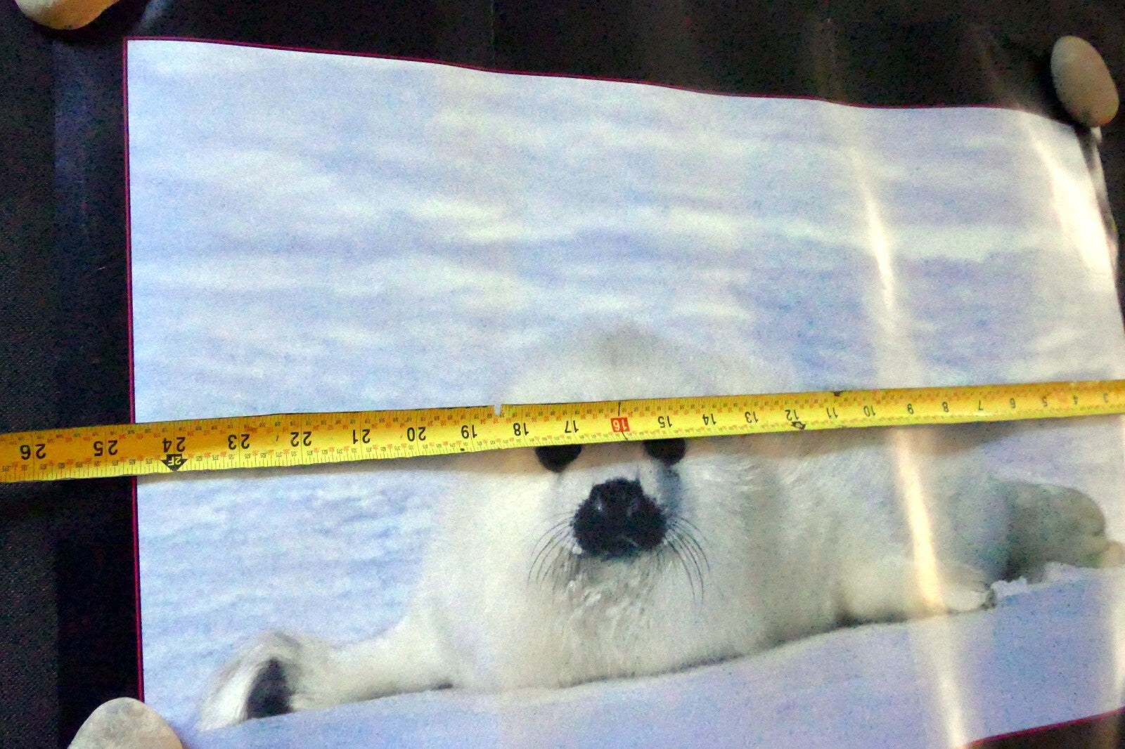 Greenpeace Save The Seal Pup 1983 warming ocean ice float poster 17X24"