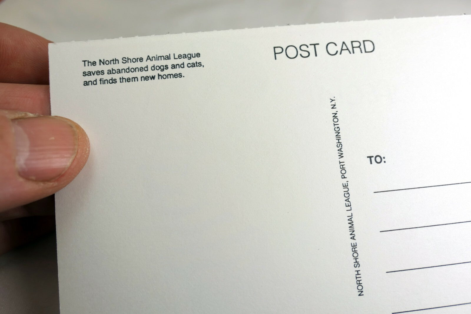 You're Special Postcard Animal Shelter North Shore League Adopt a Pet Kitten