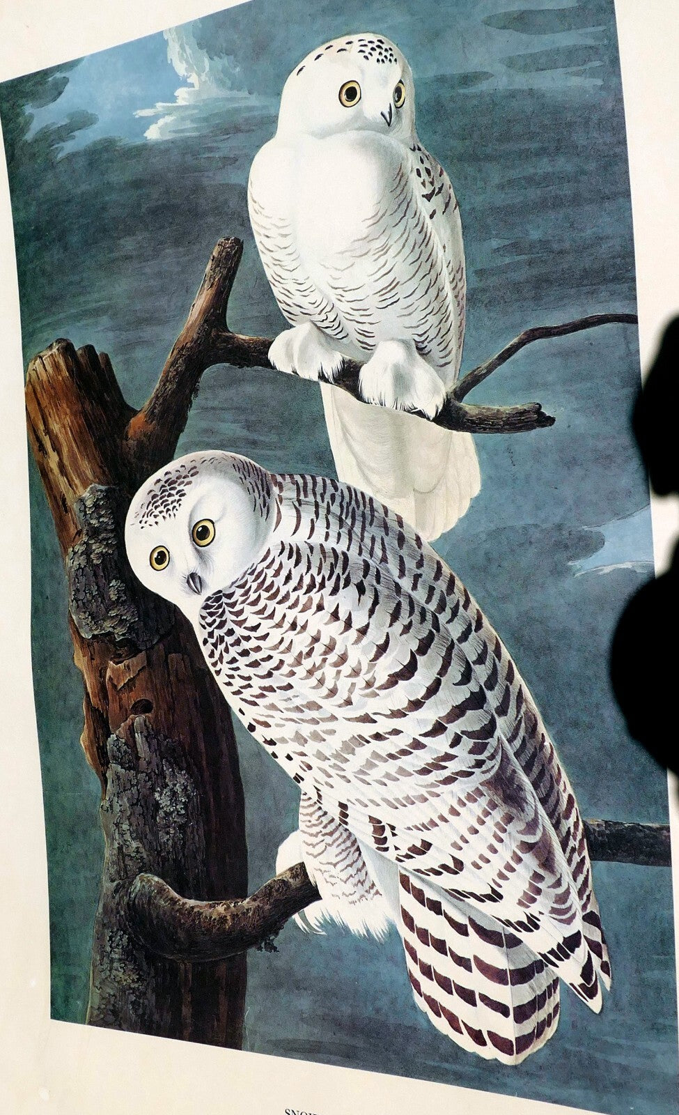 J.J. AUDUBON 1966 "BIRDS OF AMERICA" Snowy OWL 15X20" medium print