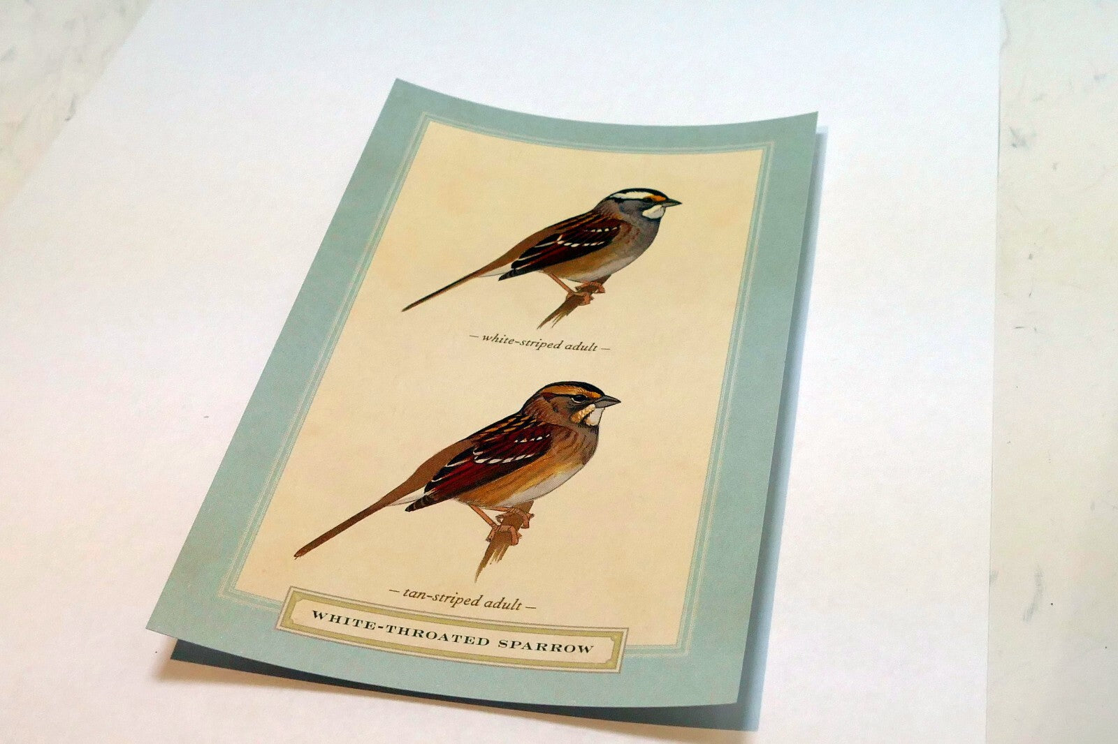 White Throated Sparrow Postcard Bird by David Sibley - unposted , new