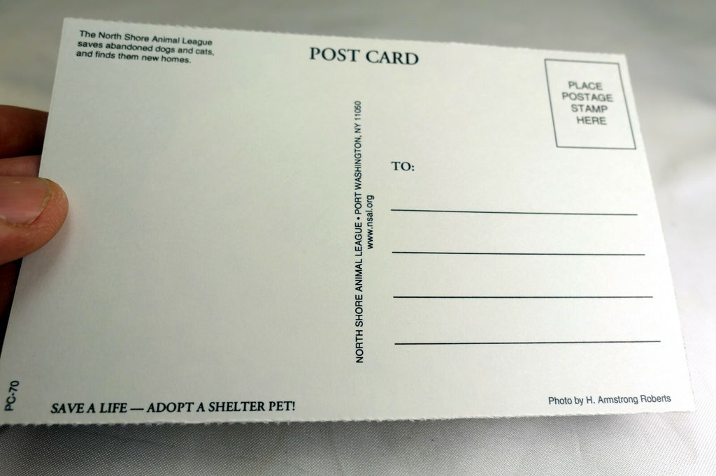 Greeting Postcard Animal Shelter North Shore League Dog Puppy adopt a pet! 1980'