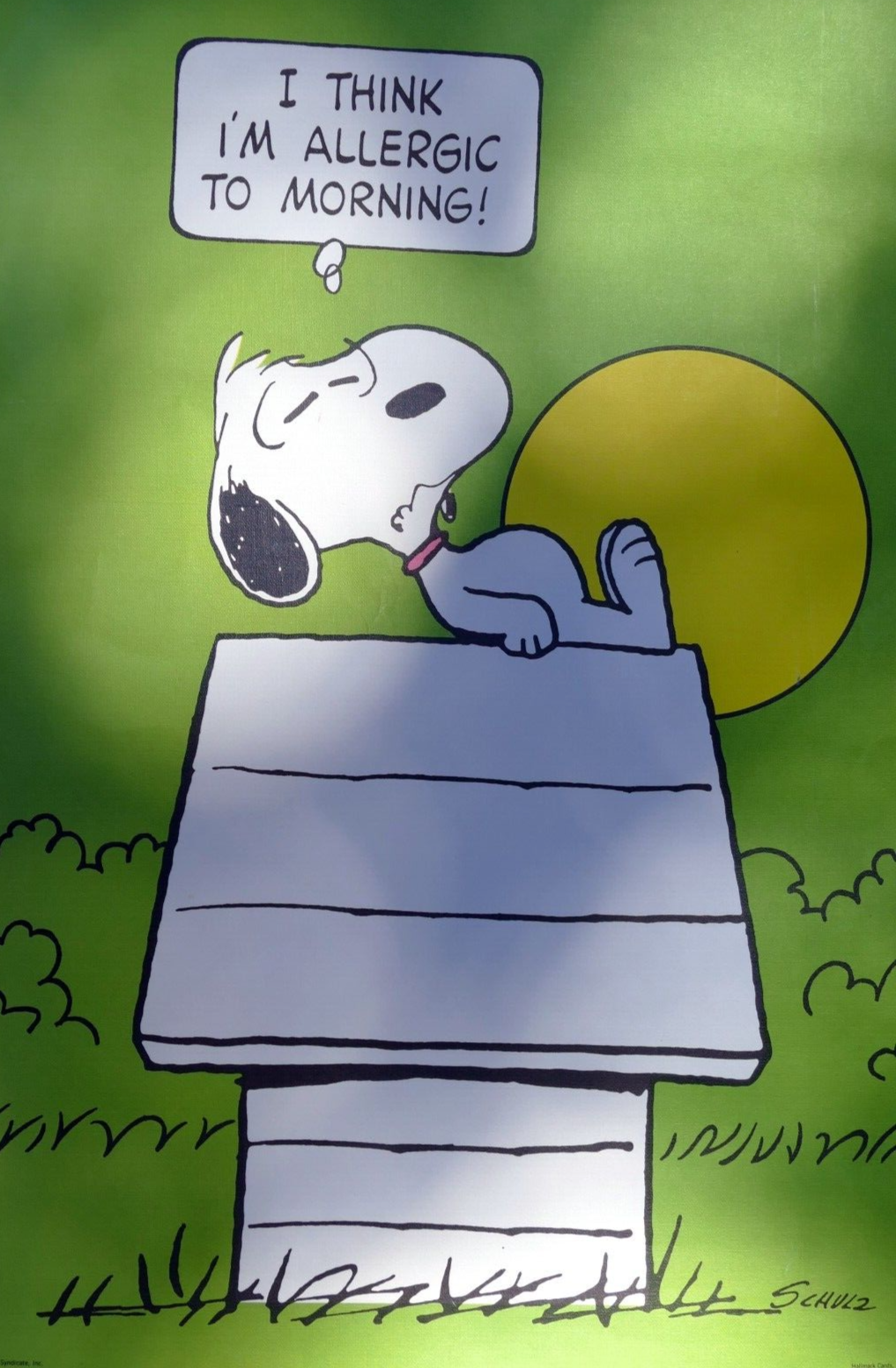 1958 snoopy sleeping poster schulz   " i think i am allergic to morning! "