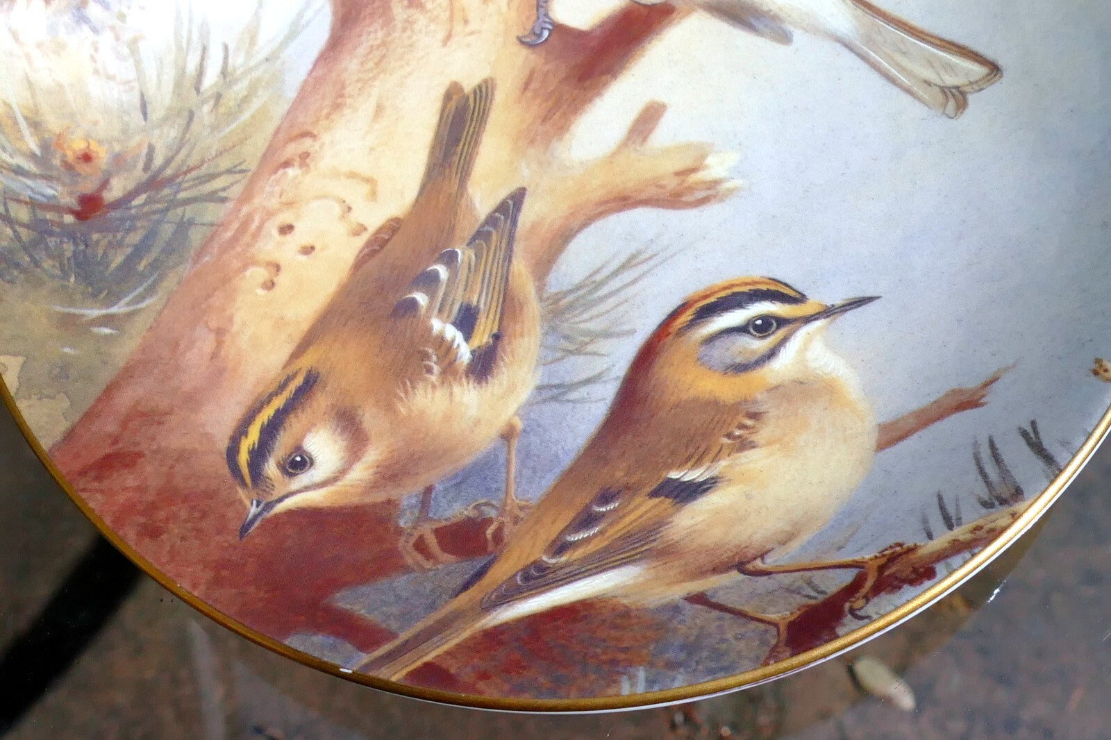 Coalport BIRD PLATE 8" 20cm England Goldcrest Firecrest Titmouse Thornburn's gar