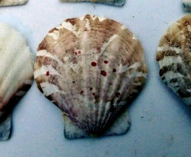 Clam seashell cockle oyster mussel sea shell beach aquarium decor 1x1" small