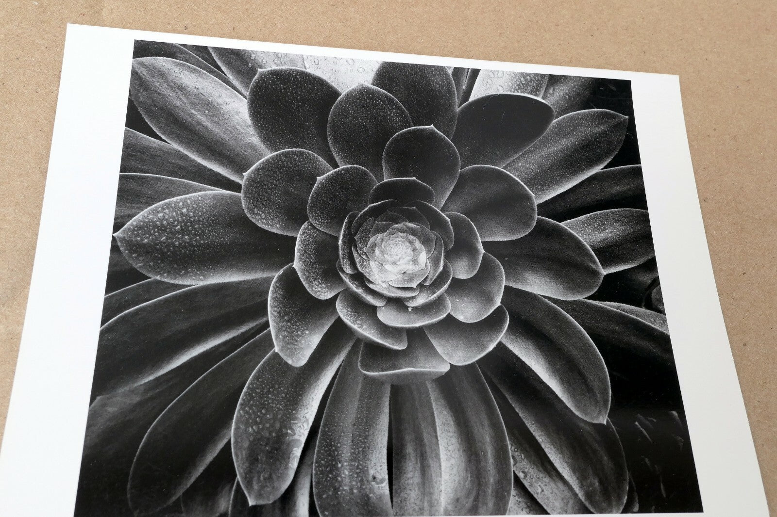 1958 Succulent Flower blossom Photograph by Don Worth POSTCARD D-010  Floral