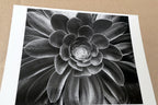 1958 Succulent Flower blossom Photograph by Don Worth POSTCARD D-010  Floral