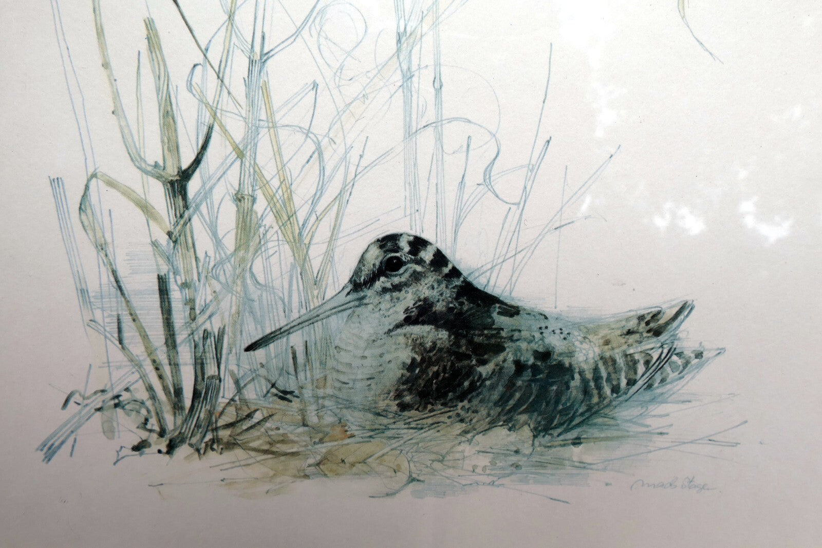 Mads stage framed print common snipe bird nesting 11x11" signed