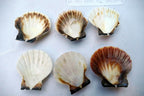 Clam Seashell Cockle Oyster Mussel SEA SHELL beach aquarium decor 2x2" small