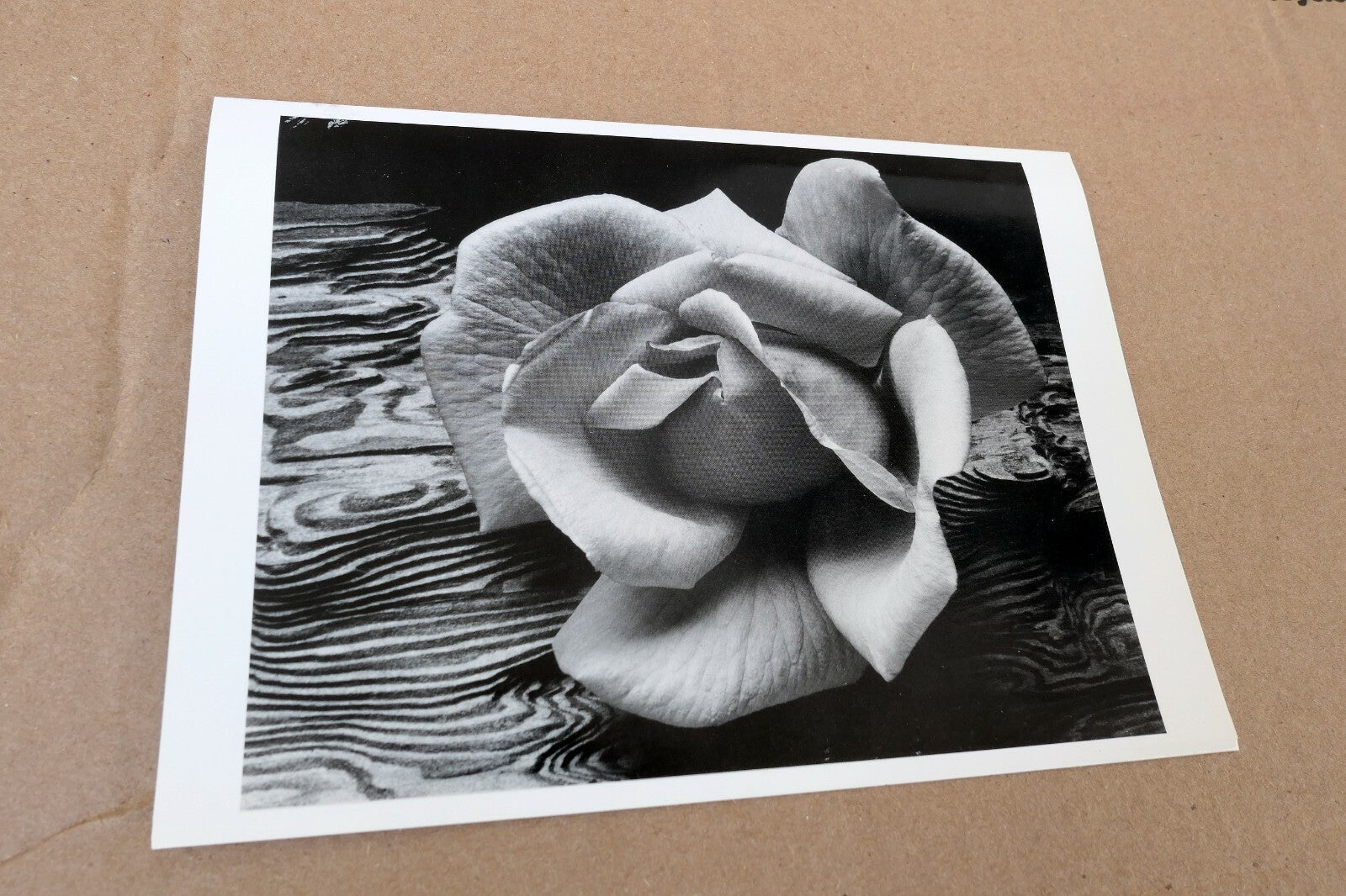 Rose and Driftwood 1932 California Photograph Ansel Adams A-019-85 greeting card