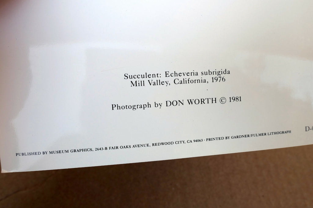 1976 Succulent Flower blossom Photograph by Don Worth D-001 greeting card