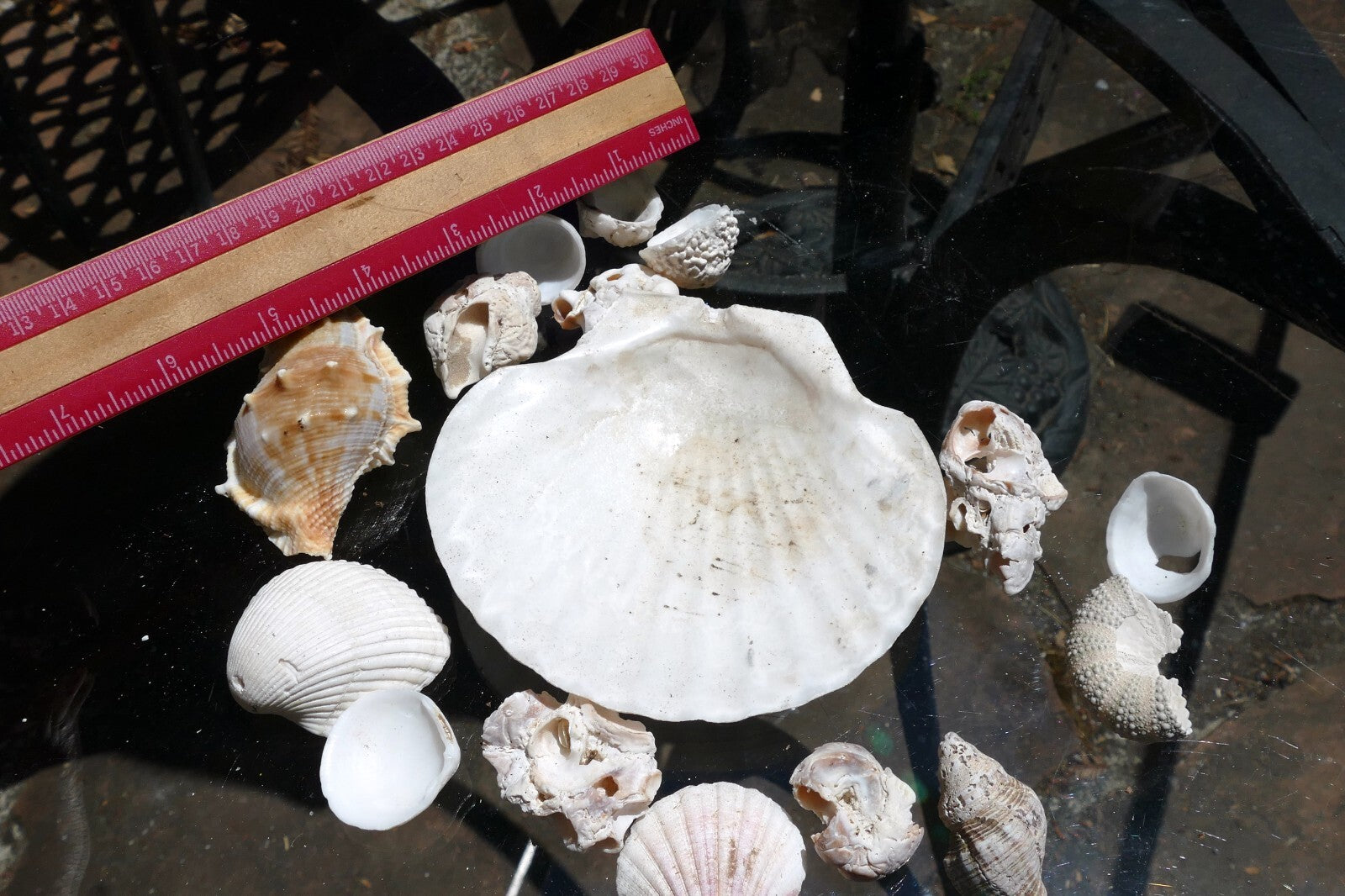6oz  lot of Ocean Shell Seashell Corral California San Francisco for Fish Tank