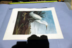 1966 Audubon Print SNOWY EGRET, bird print 15X20" medium