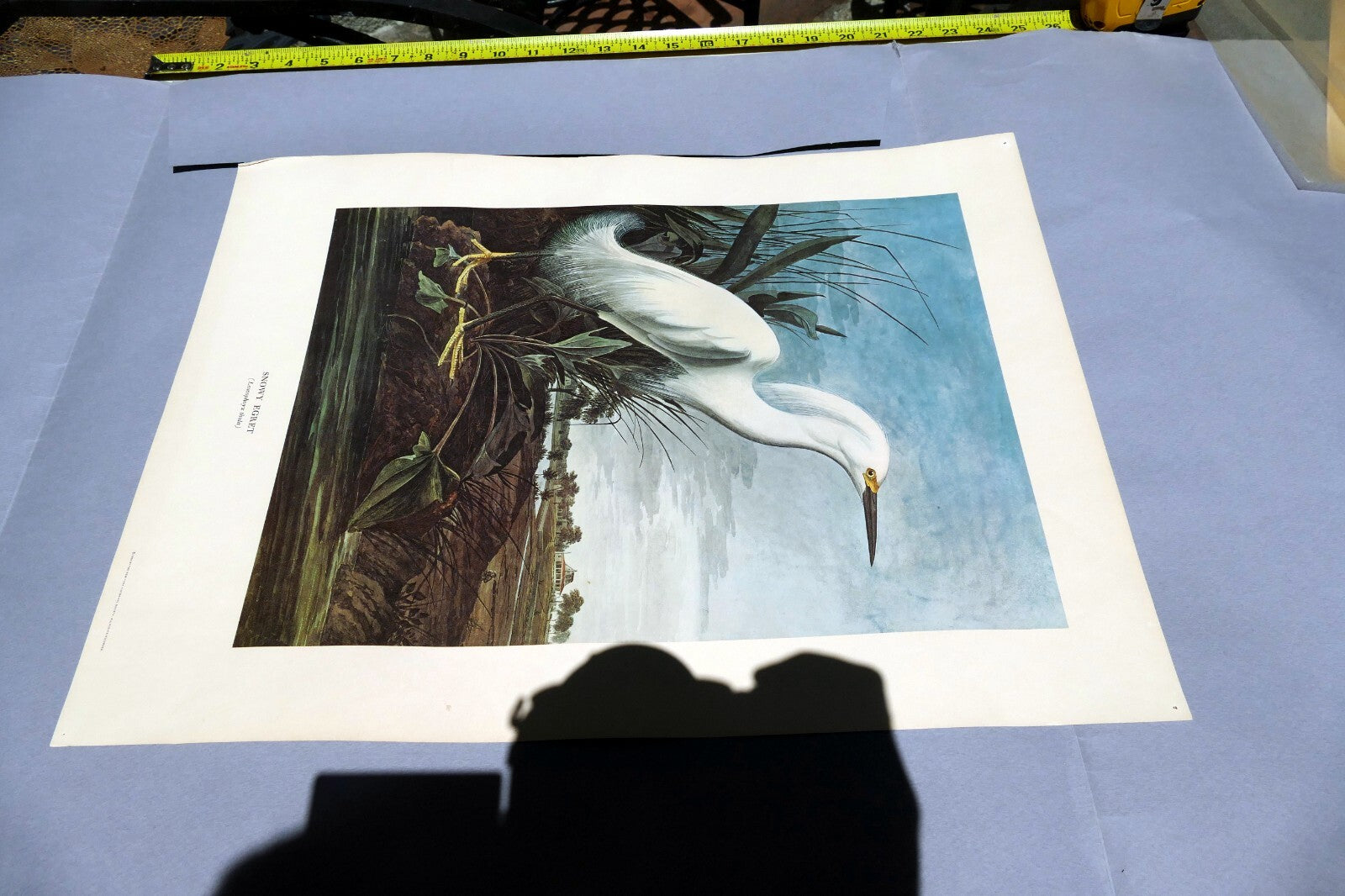 1966 Audubon Print SNOWY EGRET, bird print 15X20" medium