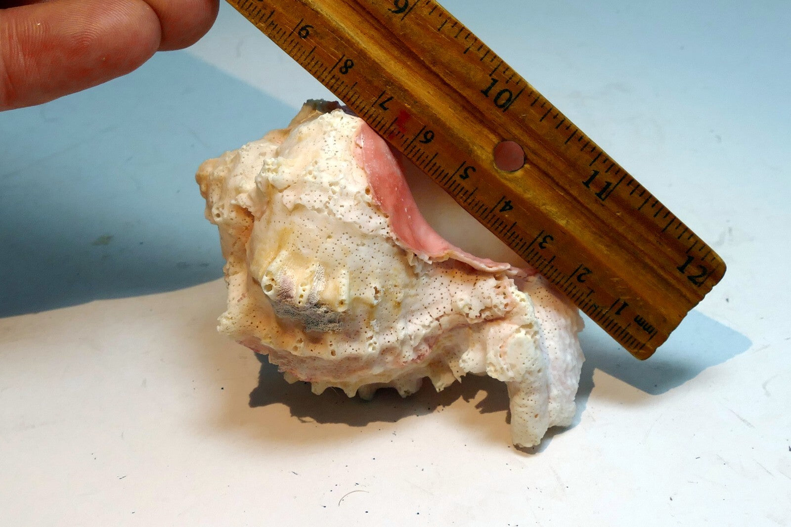 Pink mouth Murex Phyllonotus erythrostomu Hermit Crab Sea Shell 4"