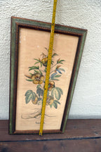 Edizioni Ponte Vecchio Sabdariffa Botanical Floral Print 14X25" Framed