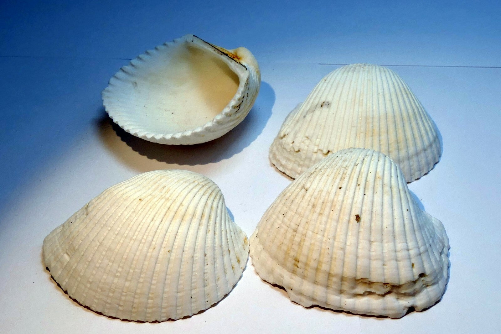 White Ark Shell Seashell beach decor clam medium 2X2" clam cockle sea