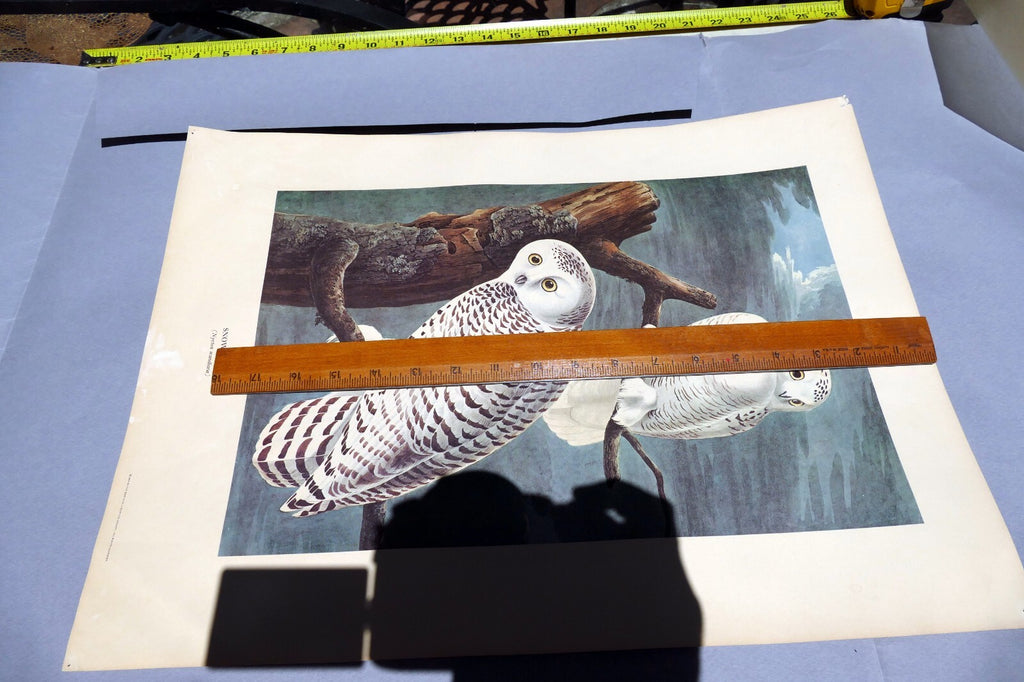 J.J. AUDUBON 1966 "BIRDS OF AMERICA" Snowy OWL 15X20" medium print