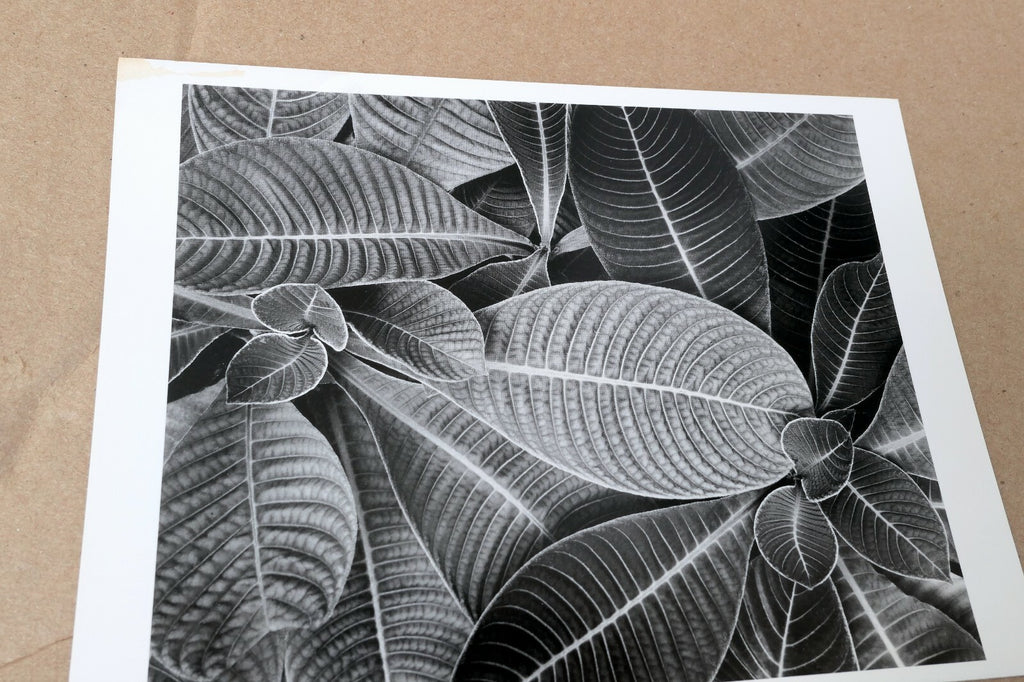 Hoffmannia Refulgens 1979 Photograph by Don Worth Greeting Card D-003 floral