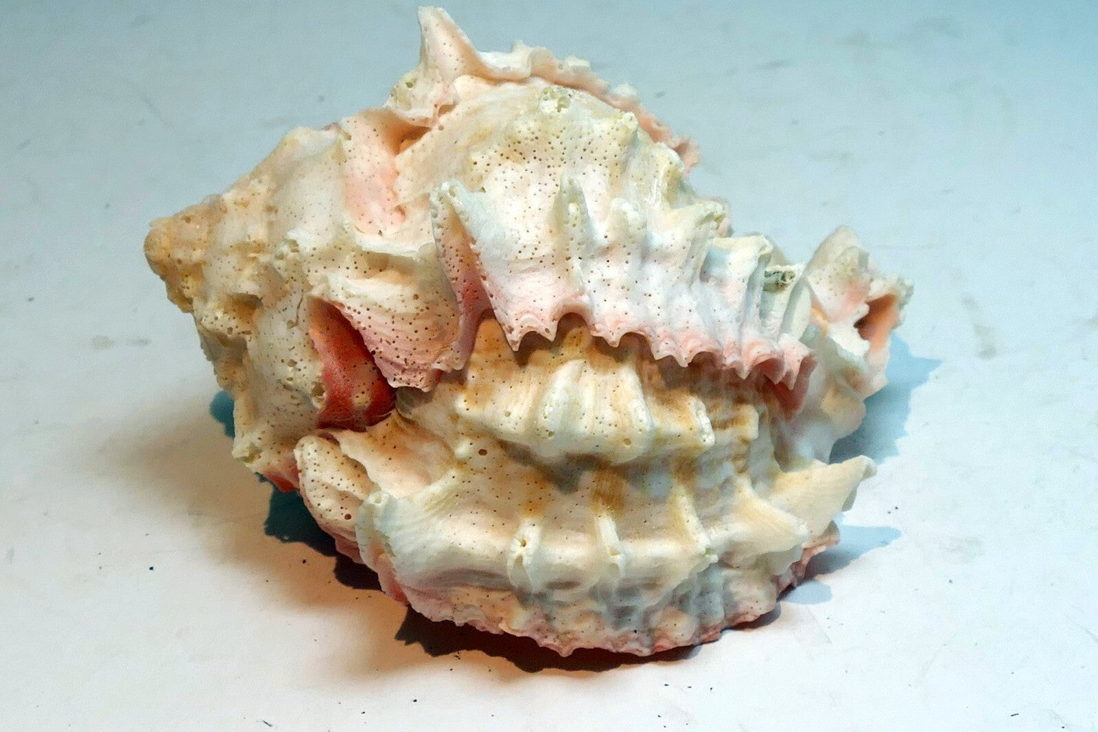 Pink mouth Murex Phyllonotus erythrostomu Hermit Crab Sea Shell 4"