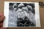 1968 Succulent Flower blossom Photograph by Don Worth POSTCARD DW-1  Floral