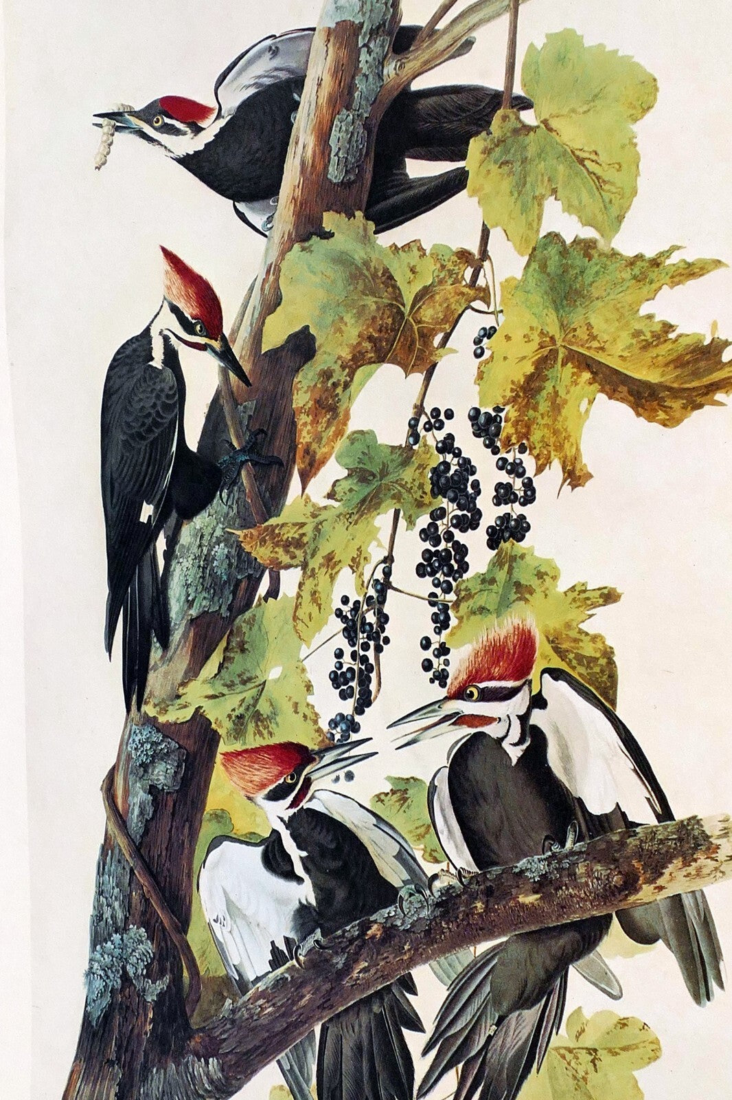 1966 audubon print pileated woodpecker plate 111, bird print 15x20" medium