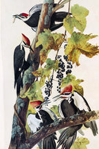 1966 audubon print pileated woodpecker plate 111, bird print 15x20" medium