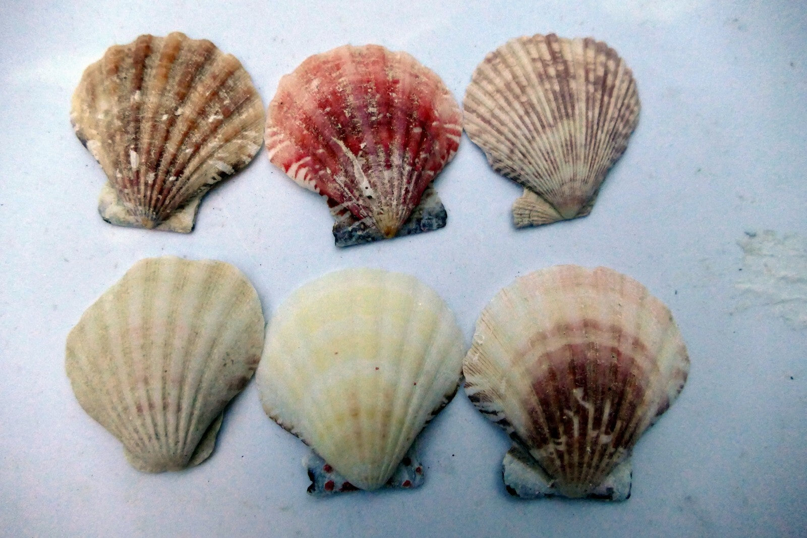 Clam Seashell Cockle Oyster Mussel SEA SHELL beach aquarium decor 1.8X1.5" small